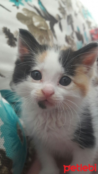 Tekir Kedi, Kedi  Mia fotoğrafı