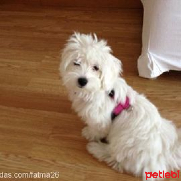 Maltese, Köpek  miço fotoğrafı