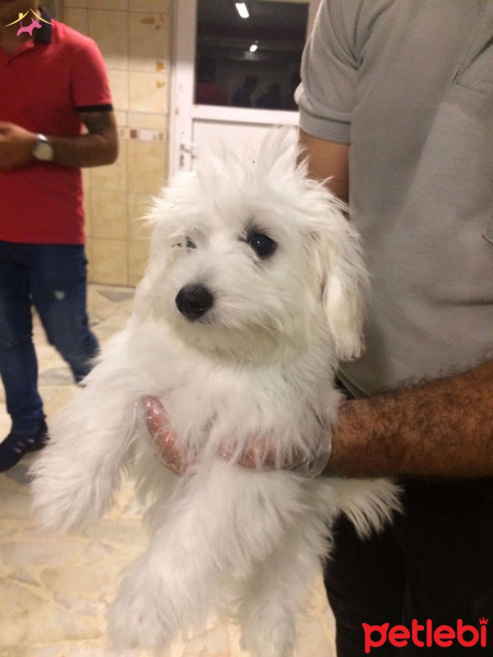 Maltese, Köpek  miço fotoğrafı