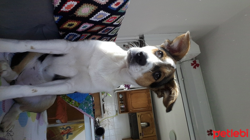 Sokö (Sokak Köpeği), Köpek  Gezybella fotoğrafı
