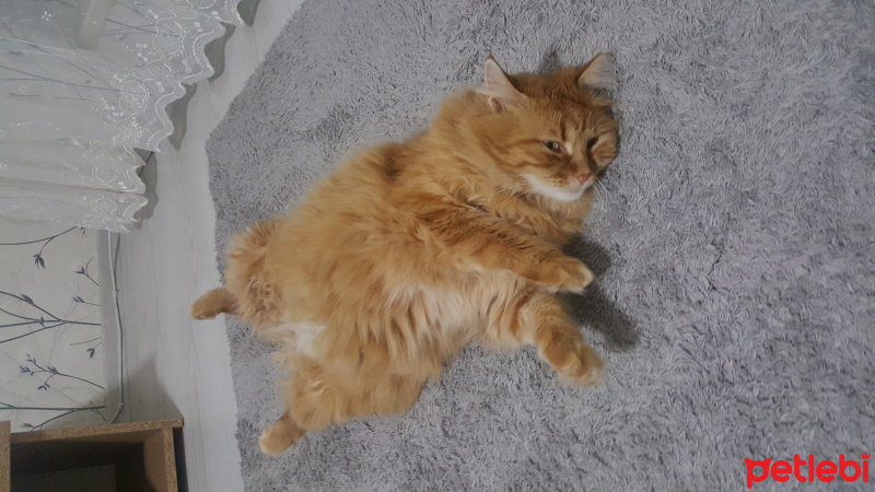 Chinchilla, Kedi  Mia fotoğrafı