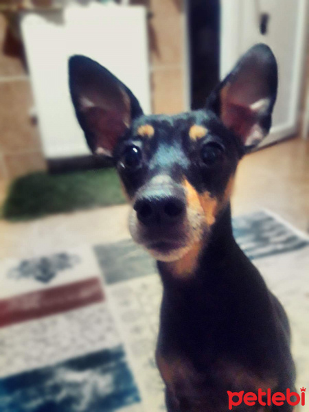 Minyatür Pinscher, Köpek  Atom fotoğrafı
