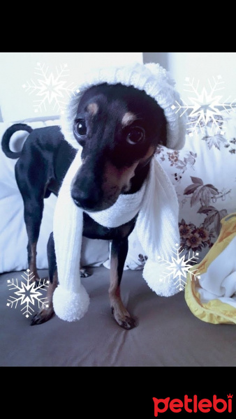 Minyatür Pinscher, Köpek  Atom fotoğrafı