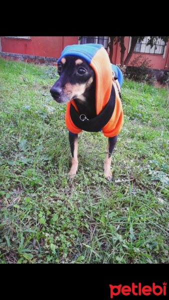 Minyatür Pinscher, Köpek  Atom fotoğrafı