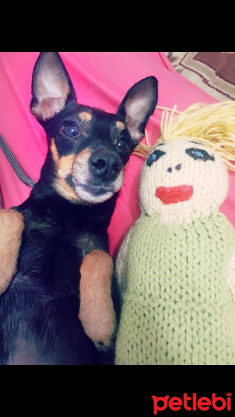 Minyatür Pinscher, Köpek  Atom fotoğrafı