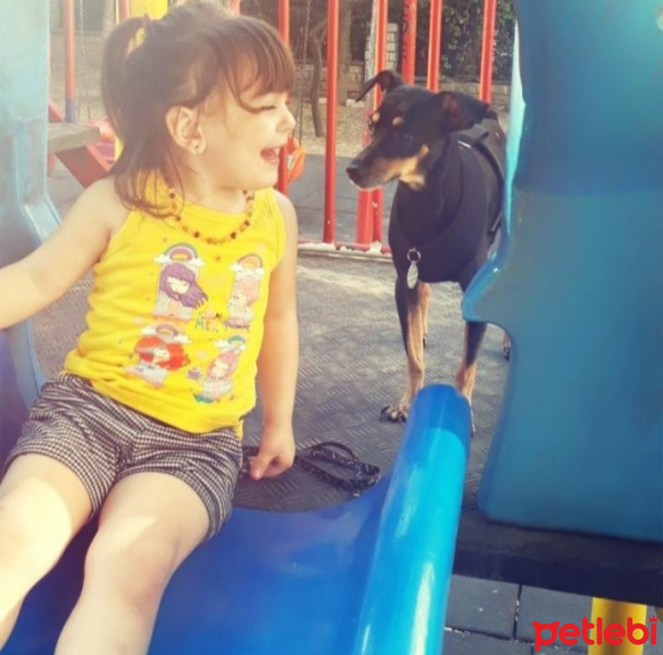Minyatür Pinscher, Köpek  Atom fotoğrafı