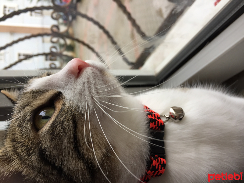 Tekir Kedi, Kedi  Mia fotoğrafı