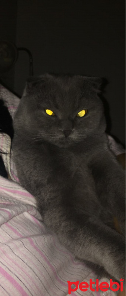 Scottish Fold, Kedi  Jüpiter fotoğrafı