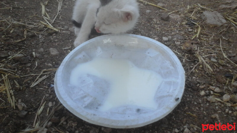 Tekir Kedi, Kedi  bonibon fotoğrafı