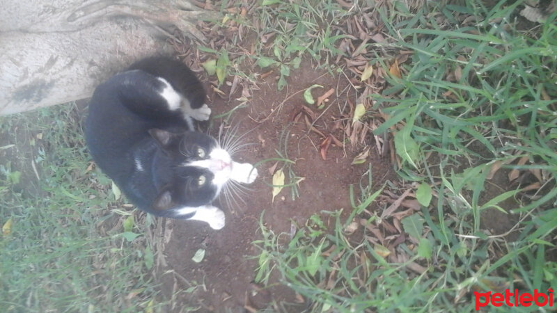 Tekir Kedi, Kedi  bonibon fotoğrafı