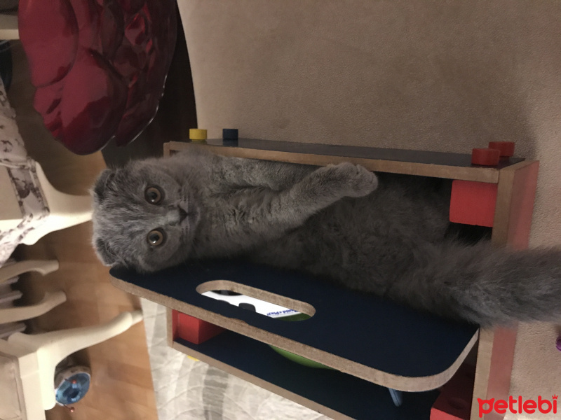 Scottish Fold, Kedi  duman fotoğrafı