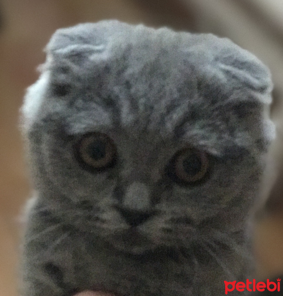 Scottish Fold, Kedi  duman fotoğrafı