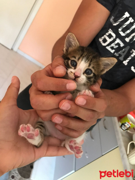 Tekir Kedi, Kedi  Legolas fotoğrafı