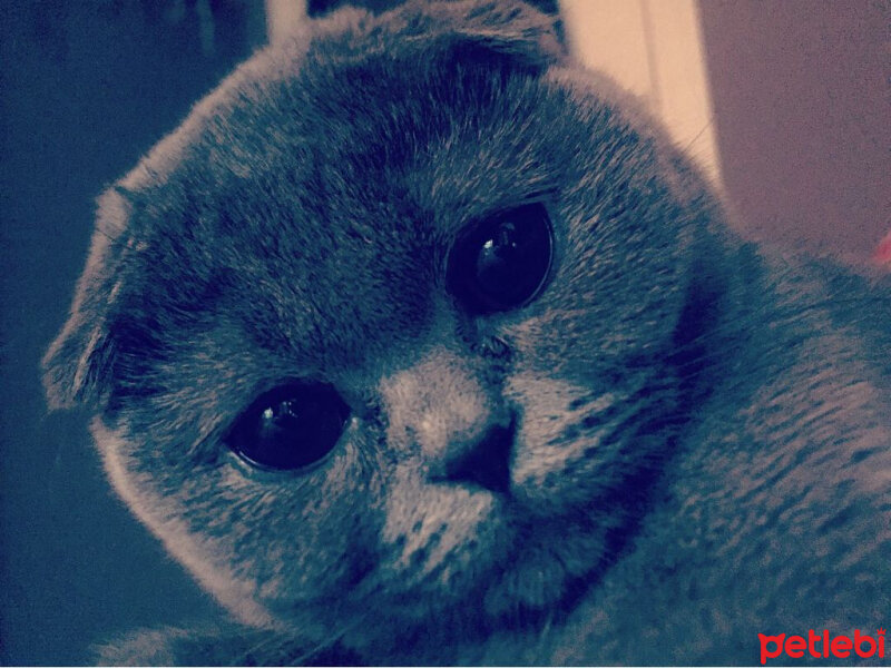 Scottish Fold, Kedi  ponçik fotoğrafı