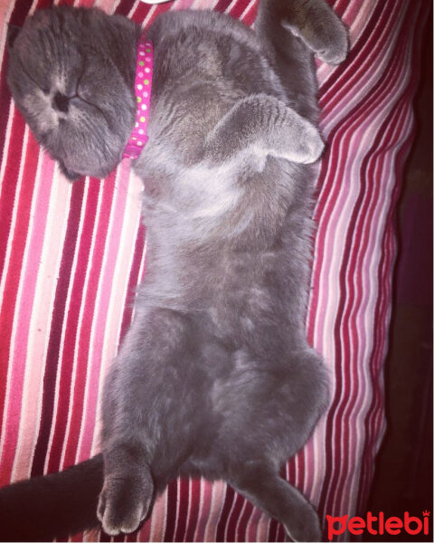 Scottish Fold, Kedi  ponçik fotoğrafı