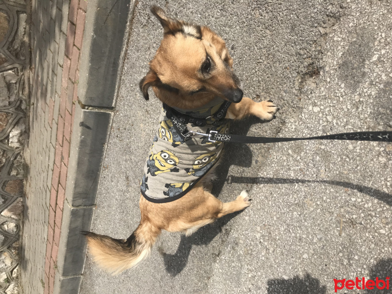 Cardigan Welsh Corgi, Köpek  Sosis fotoğrafı