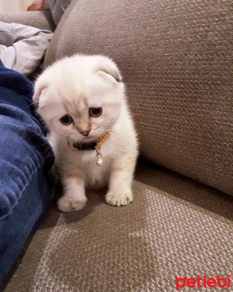 Scottish Fold, Kedi  MASAL fotoğrafı