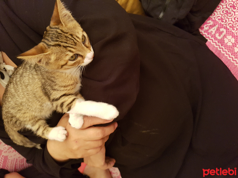 Tekir Kedi, Kedi  Kıtır fotoğrafı