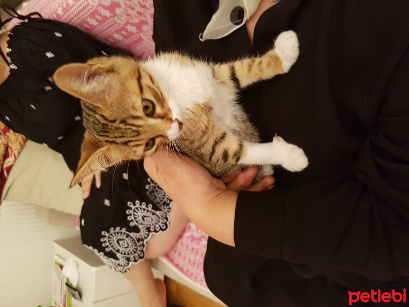 Tekir Kedi, Kedi  Kıtır fotoğrafı