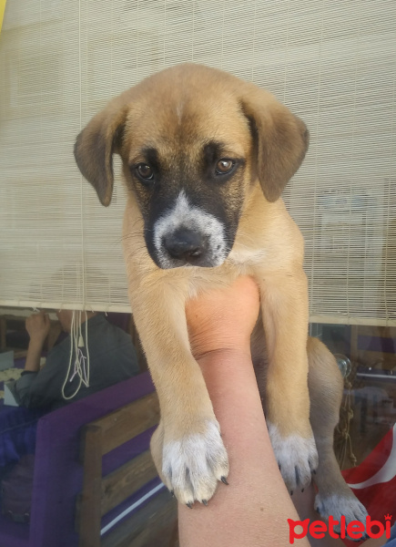 Boxer, Köpek  Badi fotoğrafı