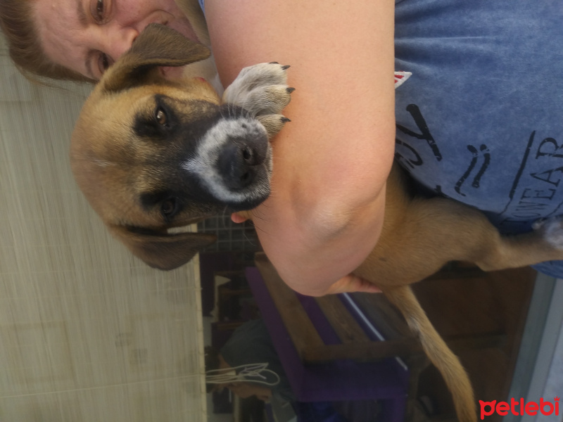 Boxer, Köpek  Badi fotoğrafı