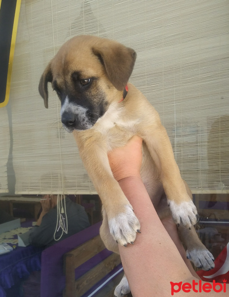 Boxer, Köpek  Badi fotoğrafı