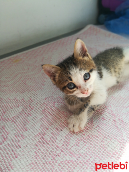 Tekir Kedi, Kedi  Maru fotoğrafı