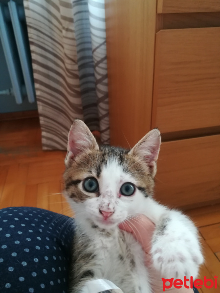 Tekir Kedi, Kedi  Maru fotoğrafı