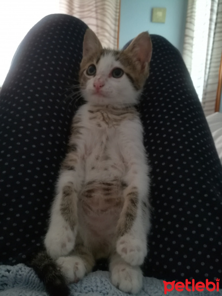 Tekir Kedi, Kedi  Maru fotoğrafı