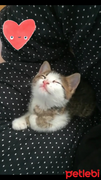 Tekir Kedi, Kedi  Maru fotoğrafı