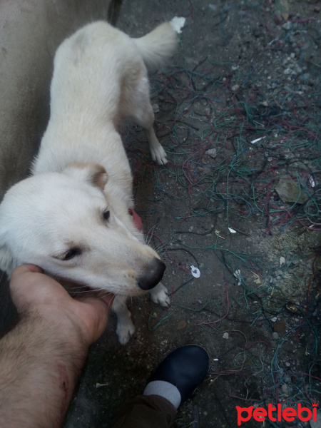 Golden Retriever, Köpek  Hera fotoğrafı