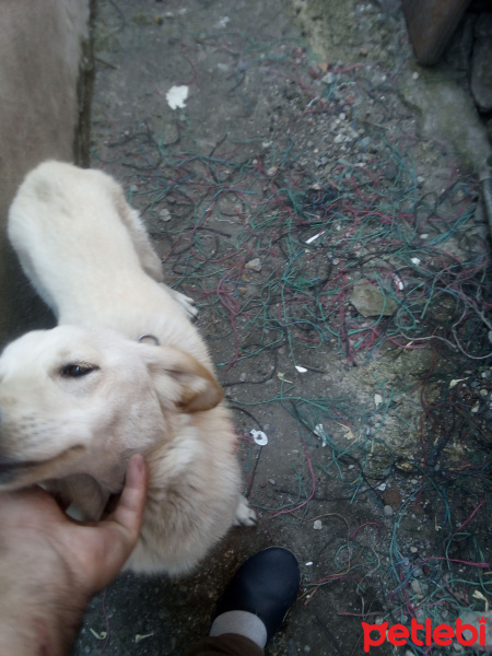 Golden Retriever, Köpek  Hera fotoğrafı