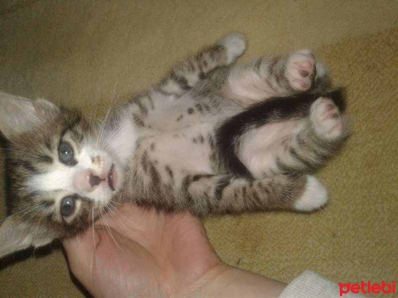 Tekir Kedi, Kedi  küçücük yavru fotoğrafı