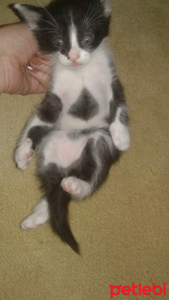 Tekir Kedi, Kedi  küçücük yavru fotoğrafı
