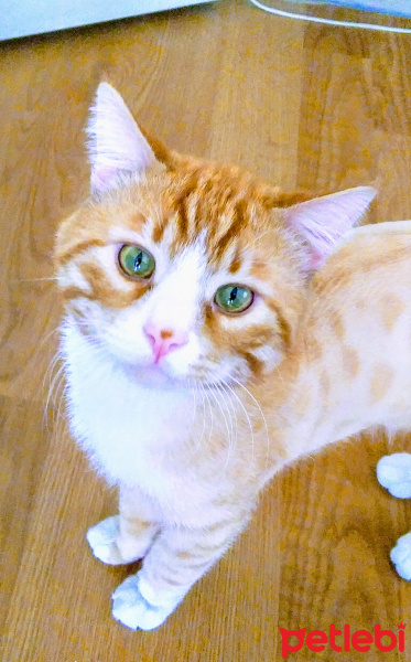 Tekir Kedi, Kedi  Kitty fotoğrafı