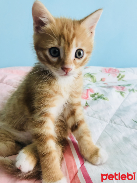 Tekir Kedi, Kedi  Kaju fotoğrafı