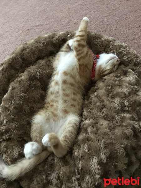 Tekir Kedi, Kedi  Kaju fotoğrafı