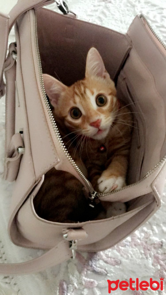 Tekir Kedi, Kedi  Kaju fotoğrafı
