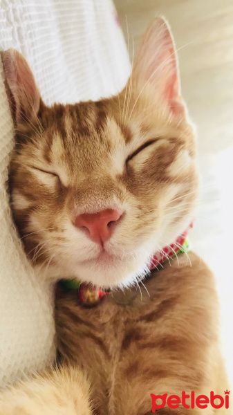 Tekir Kedi, Kedi  Kaju fotoğrafı