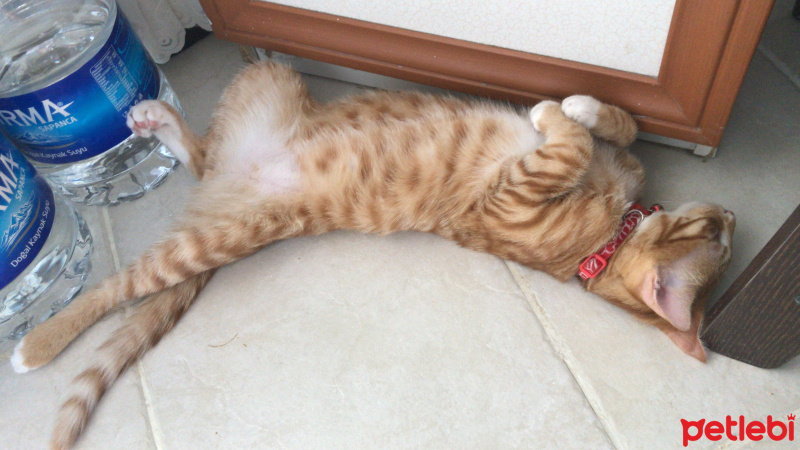 Tekir Kedi, Kedi  Kaju fotoğrafı