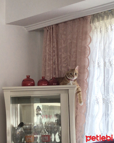 Tekir Kedi, Kedi  Kaju fotoğrafı