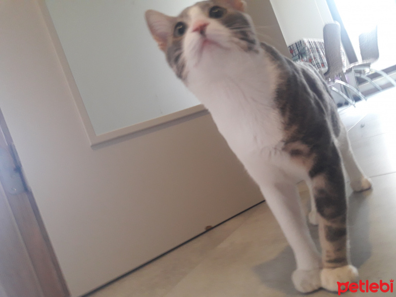 Tekir Kedi, Kedi  Mınnoş fotoğrafı
