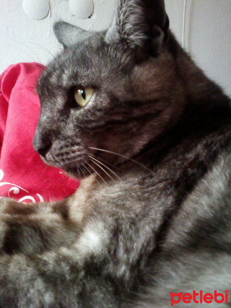 American Shorthair, Kedi  zehra fotoğrafı