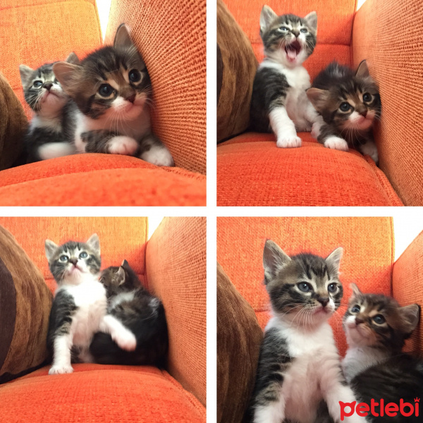 Tekir Kedi, Kedi  Cesur, Fındık, Fıstık fotoğrafı