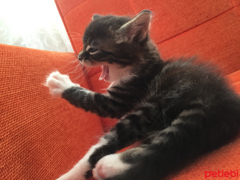 Tekir Kedi, Kedi  Cesur, Fındık, Fıstık fotoğrafı