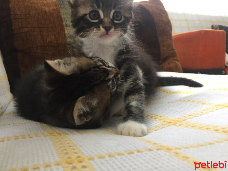 Tekir Kedi, Kedi  Cesur, Fındık, Fıstık fotoğrafı