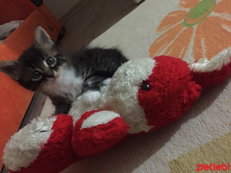 Tekir Kedi, Kedi  Cesur, Fındık, Fıstık fotoğrafı