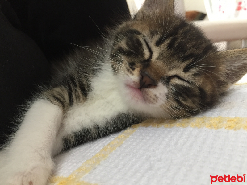 Tekir Kedi, Kedi  Cesur, Fındık, Fıstık fotoğrafı