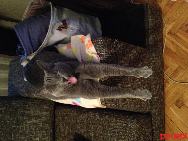 Mavi Rus, Kedi  Gandalf fotoğrafı