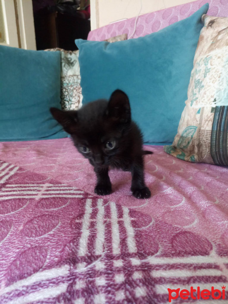 Bombay, Kedi  Gece fotoğrafı
